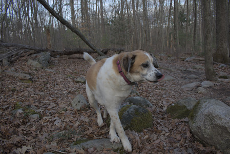 20250320_Dog Parrrrrk_DSC_0937_.jpg