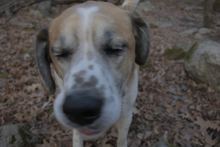 20250320_Dog Parrrrrk_DSC_0938_.jpg