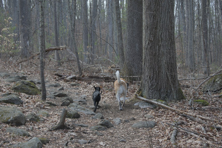 20250320_Dog Parrrrrk_DSC_0945_.jpg