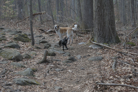 20250320_Dog Parrrrrk_DSC_0947_.jpg