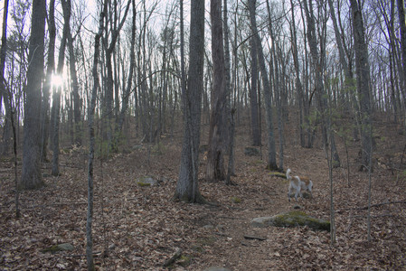 20250320_Dog Parrrrrk_DSC_0948_.jpg