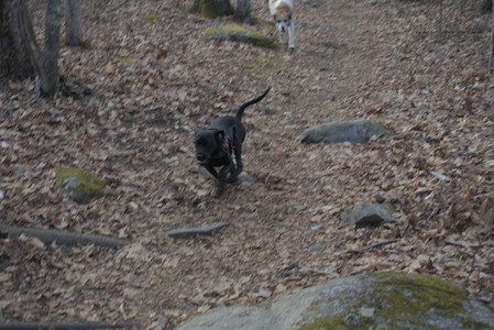 20250320_Dog Parrrrrk_DSC_0950_.jpg