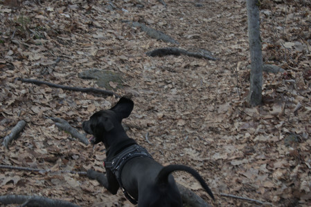 20250320_Dog Parrrrrk_DSC_0953_.jpg