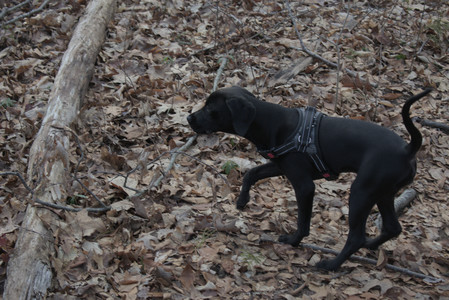 20250320_Dog Parrrrrk_DSC_0954_.jpg