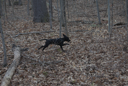 20250320_Dog Parrrrrk_DSC_0956_.jpg