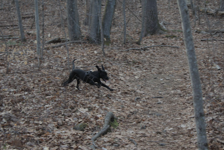 20250320_Dog Parrrrrk_DSC_0957_.jpg