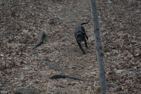 20250320_Dog Parrrrrk_DSC_0958_.jpg