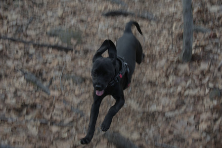 20250320_Dog Parrrrrk_DSC_0959_.jpg