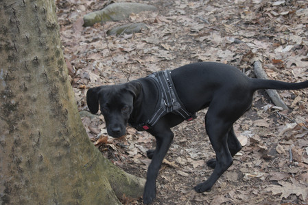 20250320_Dog Parrrrrk_DSC_0963_.jpg