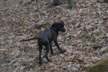 20250320_Dog Parrrrrk_DSC_0965_.jpg