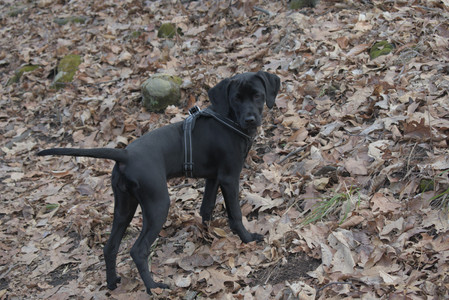 20250320_Dog Parrrrrk_DSC_0968_.jpg