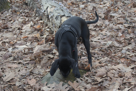 20250320_Dog Parrrrrk_DSC_0969_.jpg