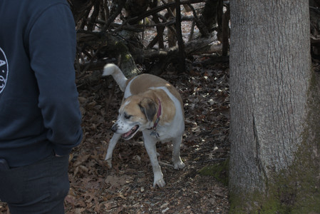 20250320_Dog Parrrrrk_DSC_0992_.jpg