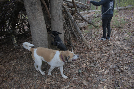 20250320_Dog Parrrrrk_DSC_0994_.jpg