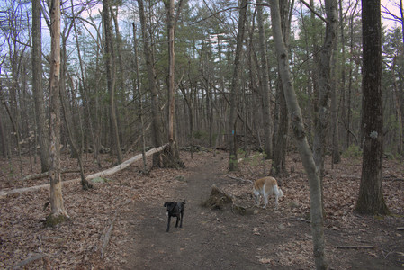 20250320_Dog Parrrrrk_DSC_0999_.jpg