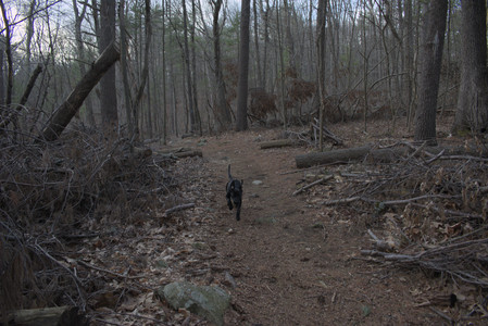 20250320_Dog Parrrrrk_DSC_1003_.jpg