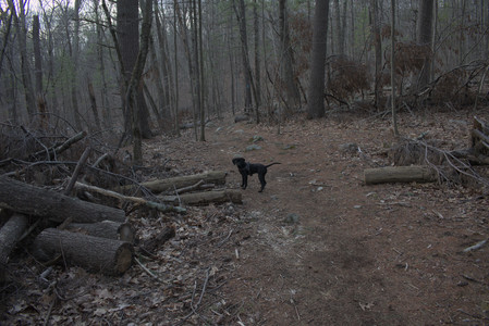 20250320_Dog Parrrrrk_DSC_1005_.jpg