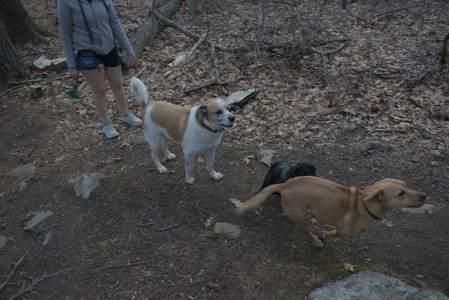 20250320_Dog Parrrrrk_DSC_1007_.jpg