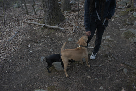 20250320_Dog Parrrrrk_DSC_1008_.jpg