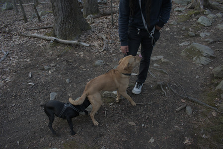 20250320_Dog Parrrrrk_DSC_1009_.jpg