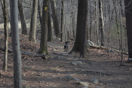 20250320_Dog Parrrrrk_DSC_1012_.jpg