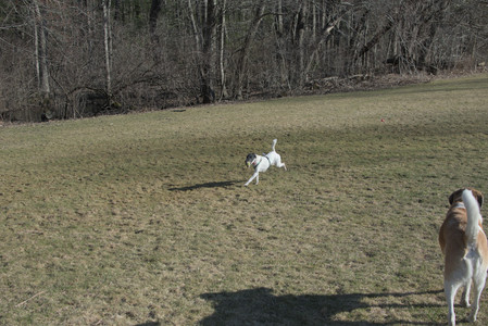 20250321_Dog park also_DSC_0147_.jpg