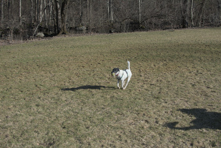 20250321_Dog park also_DSC_0148_.jpg