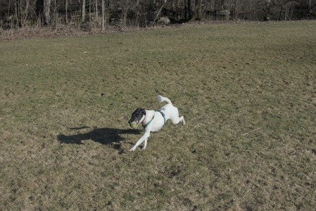 20250321_Dog park also_DSC_0149_.jpg