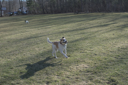 20250321_Dog park also_DSC_0153_.jpg