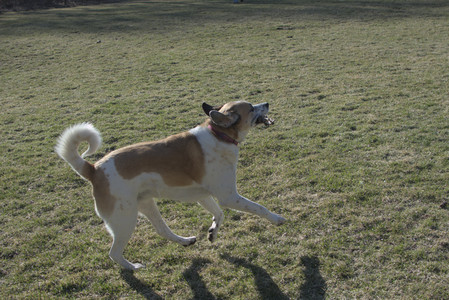 20250321_Dog park also_DSC_0155_.jpg