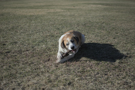 20250321_Dog park also_DSC_0162_.jpg
