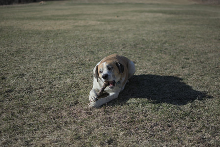 20250321_Dog park also_DSC_0163_.jpg