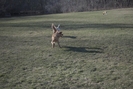 20250321_Dog park also_DSC_0181_.jpg