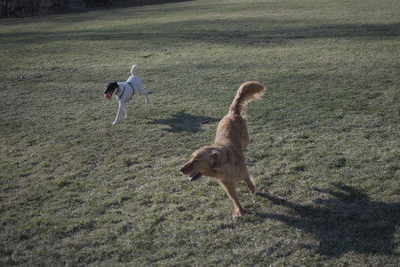 20250321_Dog park also_DSC_0182_.jpg