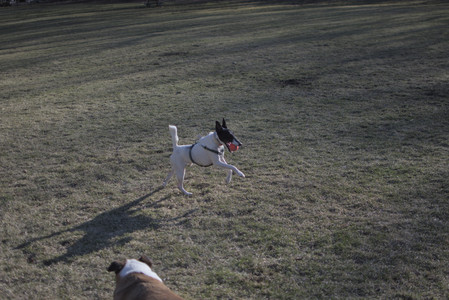 20250321_Dog park also_DSC_0184_.jpg