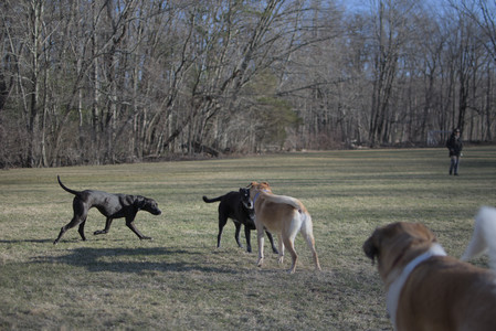 20250321_Dog park also_DSC_0198_.jpg