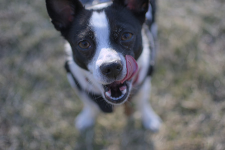 20250321_Dog park also_DSC_0226_.jpg