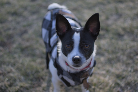 20250321_Dog park also_DSC_0227_.jpg