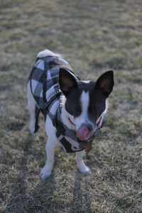 20250321_Dog park also_DSC_0229_.jpg