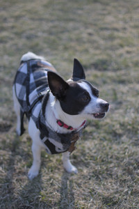 20250321_Dog park also_DSC_0230_.jpg