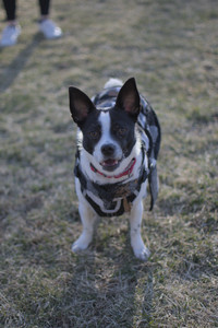 20250321_Dog park also_DSC_0232_.jpg