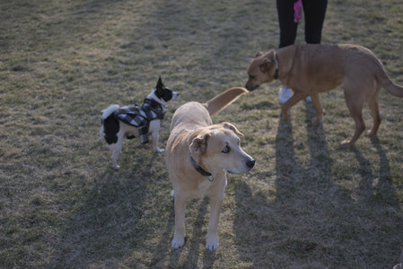 20250321_Dog park also_DSC_0235_.jpg