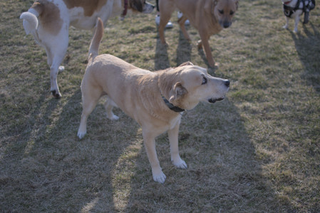 20250321_Dog park also_DSC_0236_.jpg