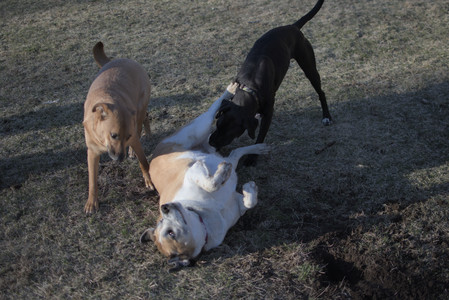 20250321_Dog park also_DSC_0239_.jpg