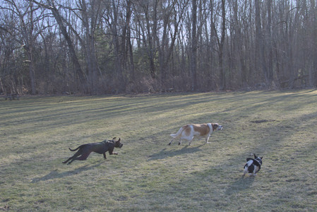 20250321_Dog park also_DSC_0244_.jpg