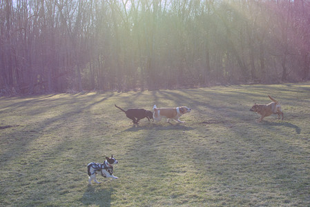 20250321_Dog park also_DSC_0245_.jpg
