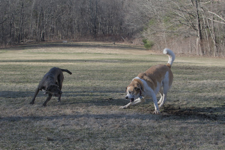20250321_Dog park also_DSC_0253_.jpg
