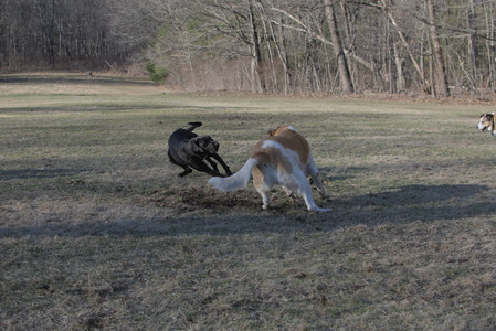 20250321_Dog park also_DSC_0254_.jpg
