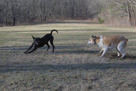 20250321_Dog park also_DSC_0255_.jpg
