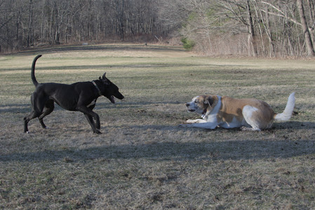 20250321_Dog park also_DSC_0256_.jpg